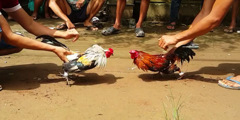 Kỹ thuật chơi đá gà cực đỉnh bạn đã biết? 5 giữ vững lập trường khi chơi đá gà