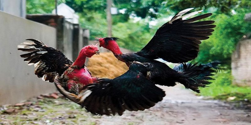Bật Mí Bí Quyết Chơi Đá Gà Jun88 Hiệu Quả Nhất 5 bibik.me