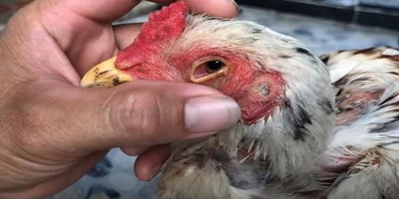 Cách Chữa Gà Bị Đá Mù Mắt Mà Không Phải Ai Cũng Biết 6 Cách chữa gà bị đá mù mắt